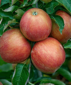 Саджанці - 2-річні осінь 2025