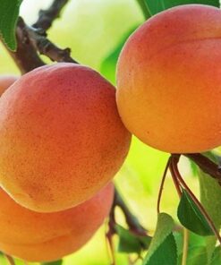 Абрикос